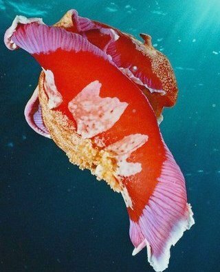 Живой мир Земли на грани великого вымирания.