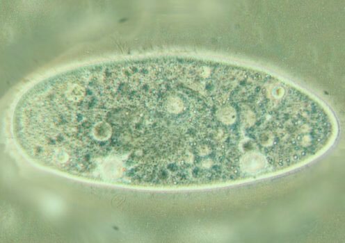 Квантовая когерентность на уровне водорослей.